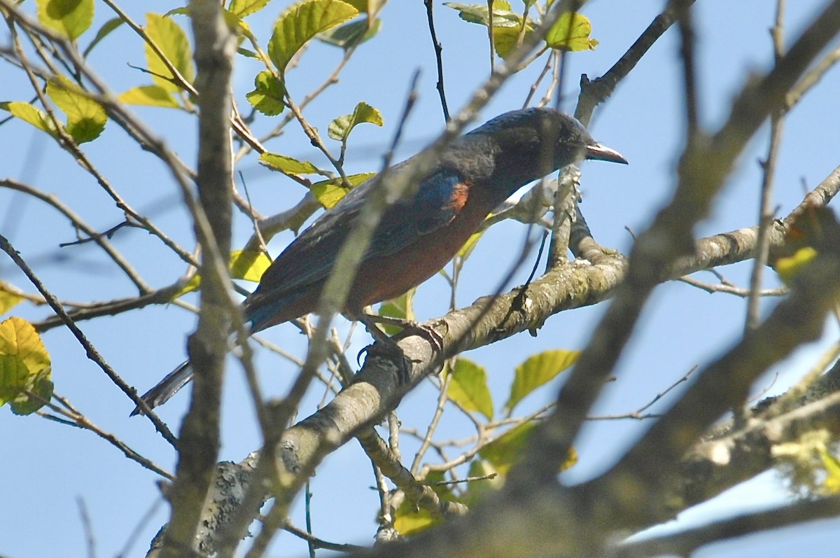 Chestnut-bellied Rock-Thrush - ML625635927