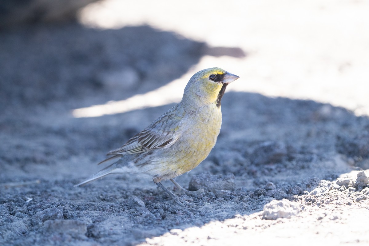 Yellow-bridled Finch - ML625635966