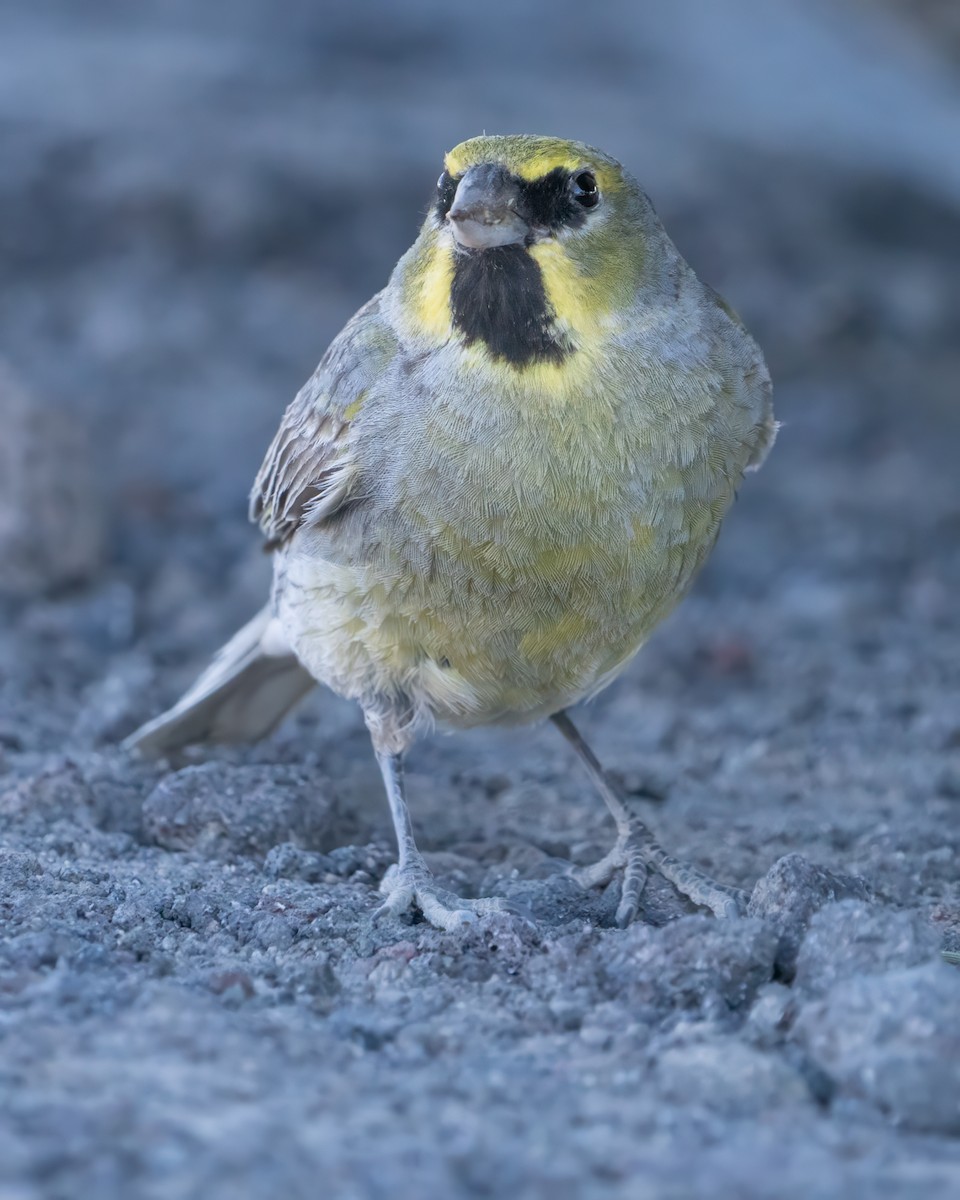 Yellow-bridled Finch - ML625635967