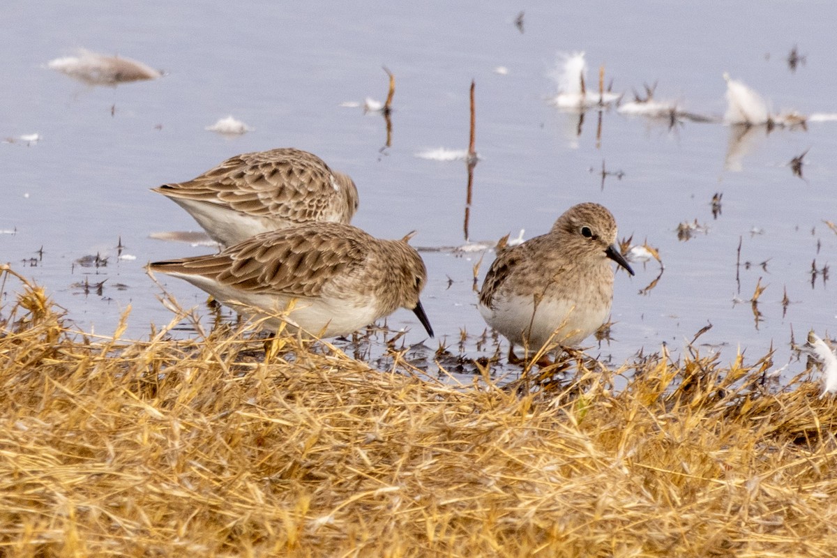 pygmésnipe - ML625636019