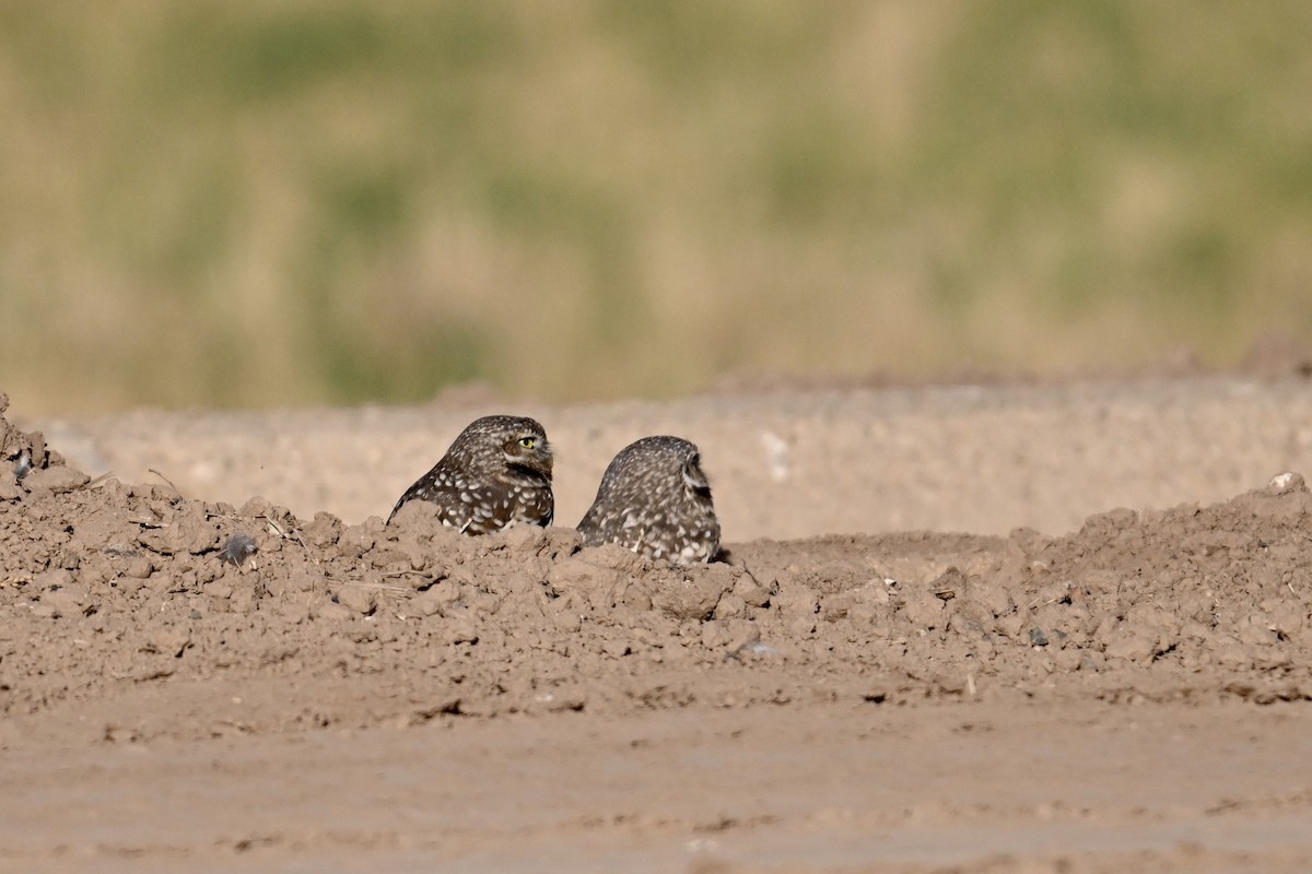 Burrowing Owl - ML625636299