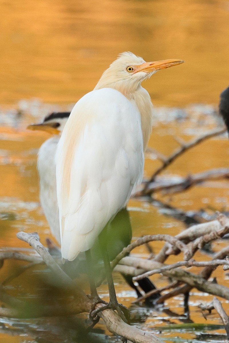 Eastern Cattle-Egret - ML625636366