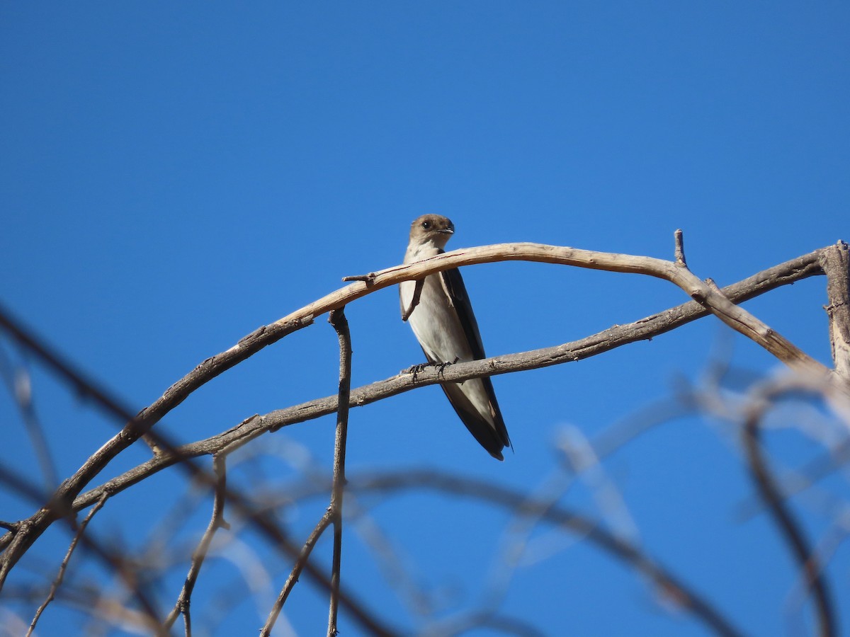 Northern Rough-winged Swallow - ML625636395