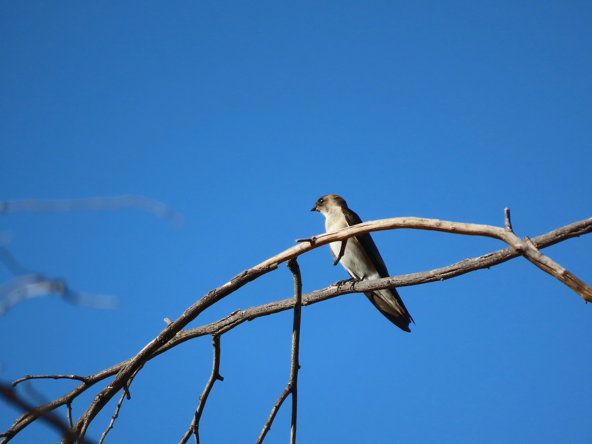 Northern Rough-winged Swallow - ML625636398