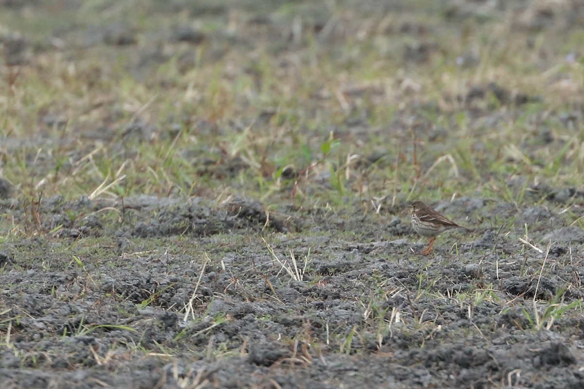 Siberian Pipit - ML625636418