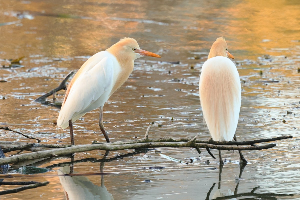 Eastern Cattle-Egret - ML625636456