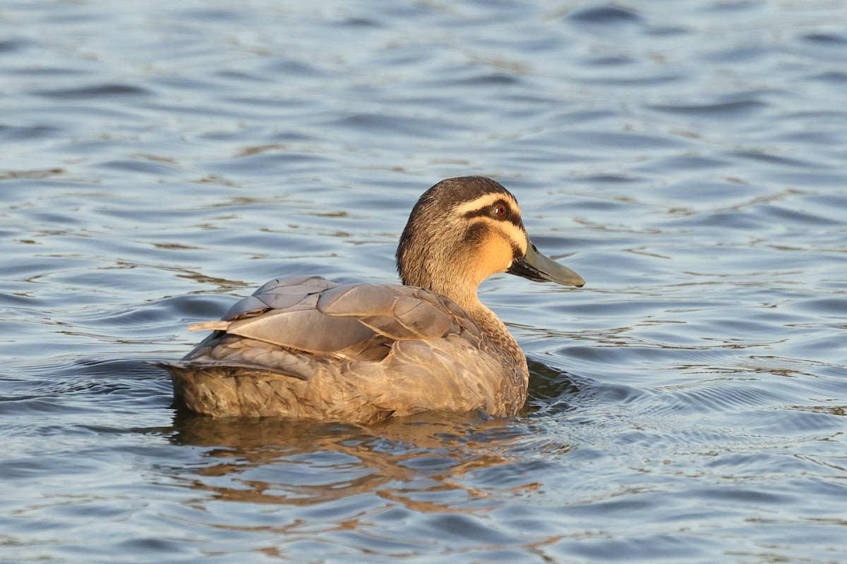 Mallard x Pacific Black Duck (hybrid) - ML625636534