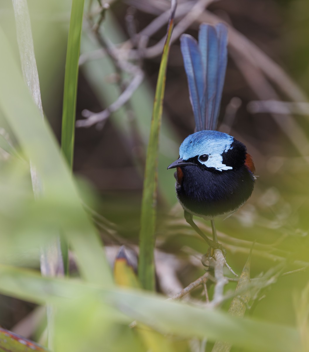 Red-winged Fairywren - ML625636640