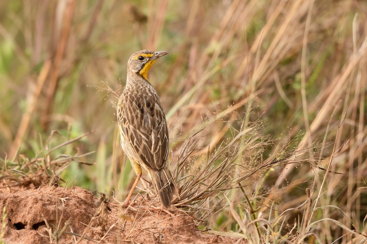 Yellow-throated Longclaw - ML625636761