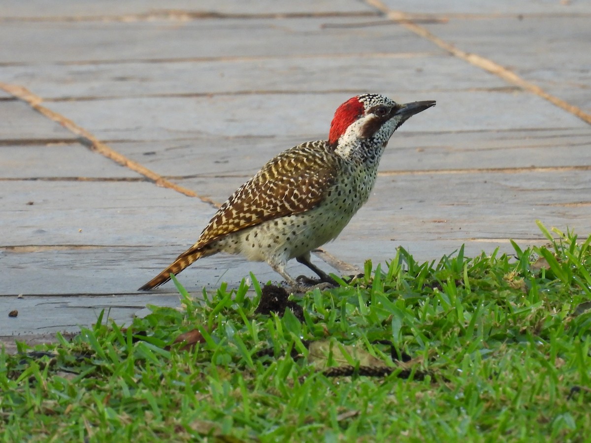 Bennett's Woodpecker - ML625636782