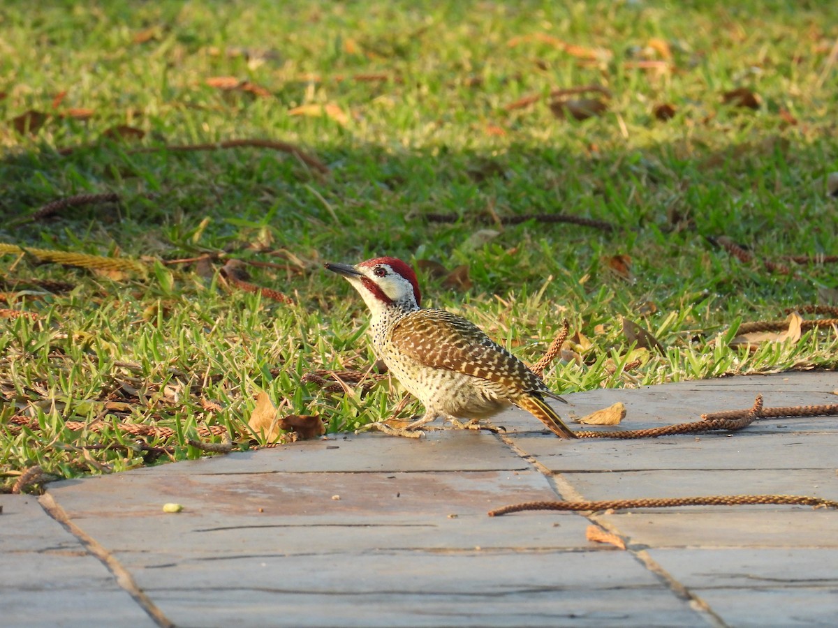 Bennett's Woodpecker - ML625636787