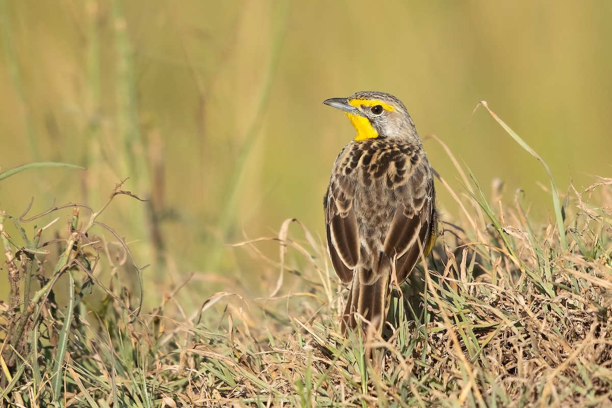 Yellow-throated Longclaw - ML625636818