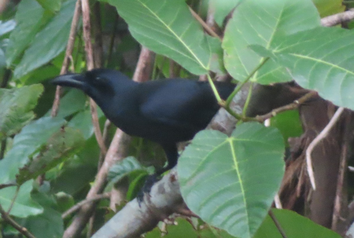Palawan Crow - ML625636978