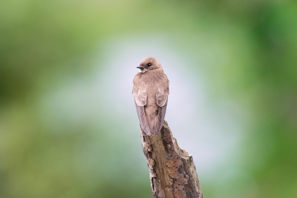 Northern Rough-winged Swallow - ML625637007