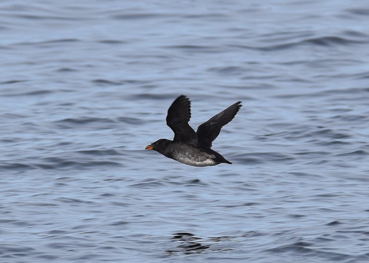 Rhinoceros Auklet - ML625637044