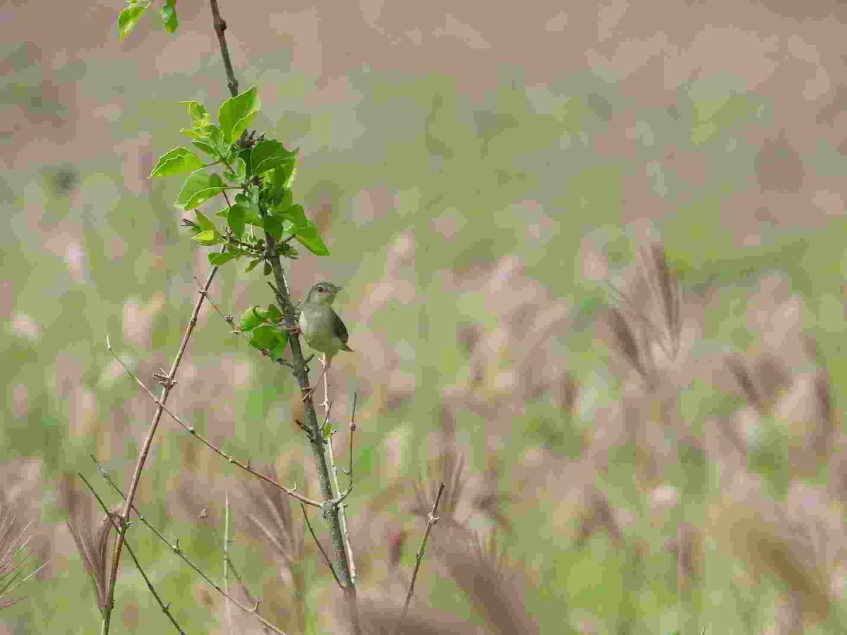 Prinia forestière - ML625637111