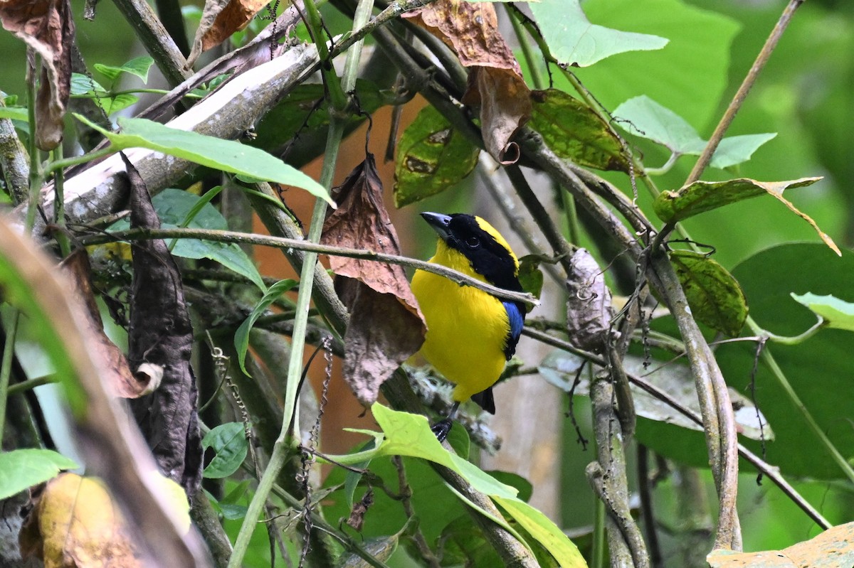 Tangara Aliazul (grupo somptuosus) - ML625637115