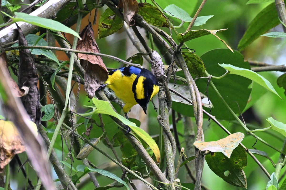 Tangara Aliazul (grupo somptuosus) - ML625637116