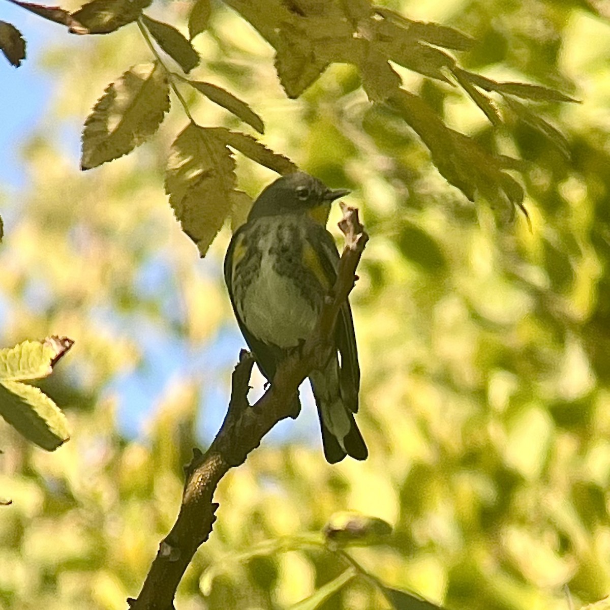 Yellow-rumped Warbler (Audubon's) - ML625637179