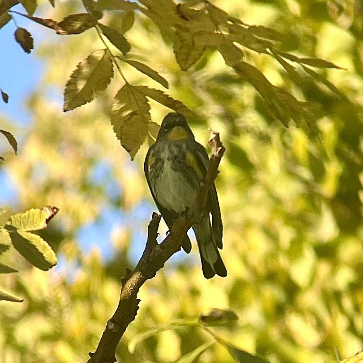 Yellow-rumped Warbler (Audubon's) - ML625637180