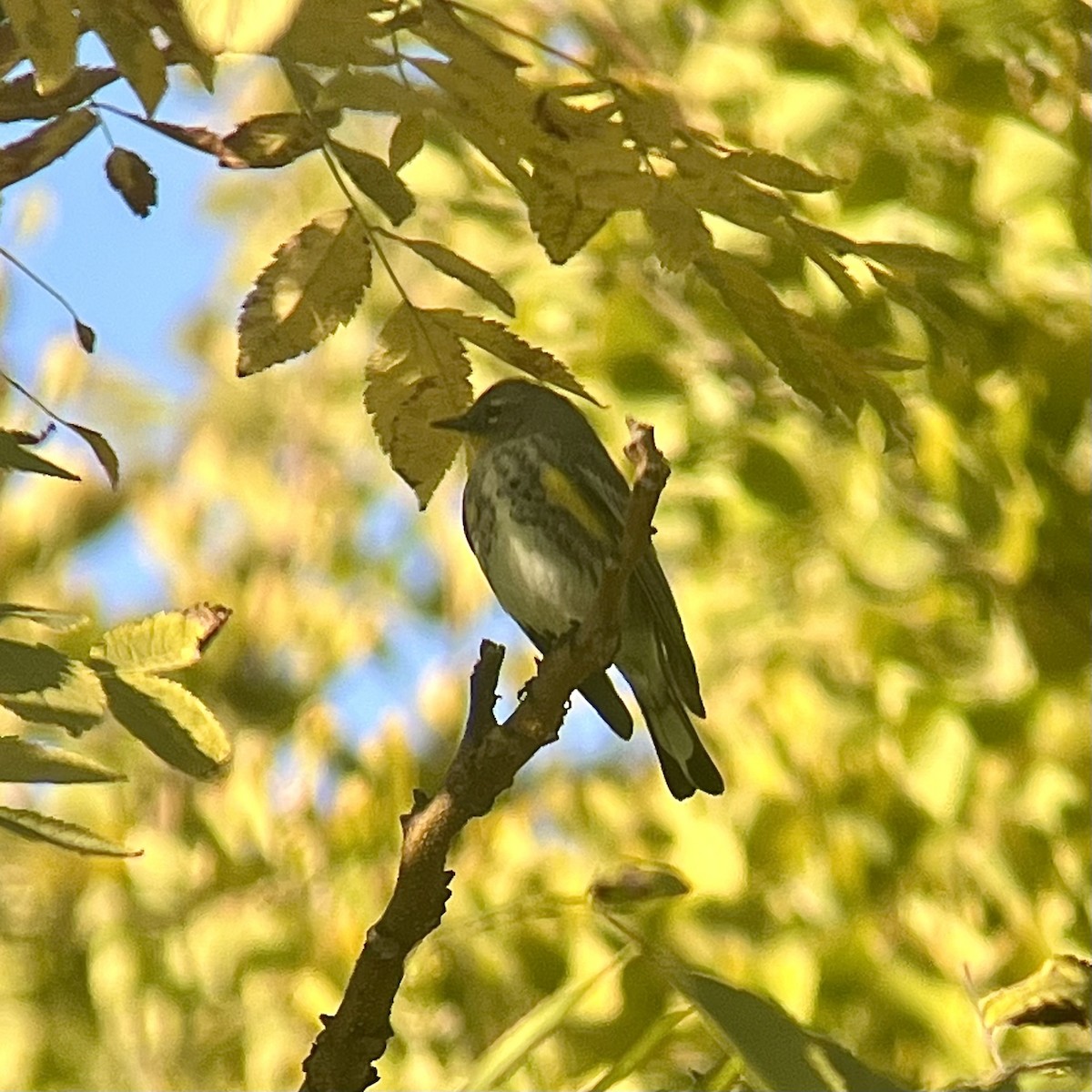 Yellow-rumped Warbler (Audubon's) - ML625637181