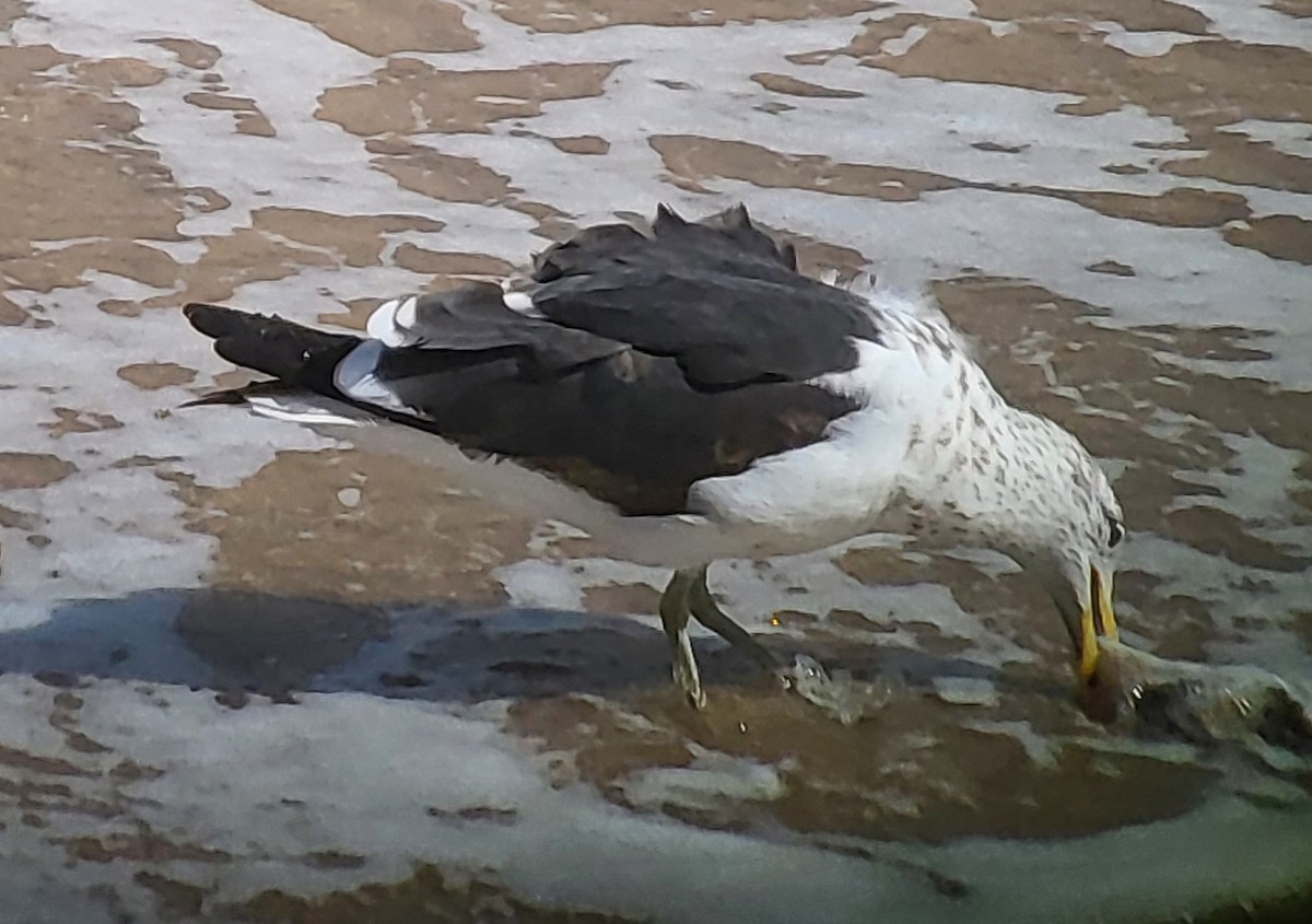 Kelp Gull - ML625637330