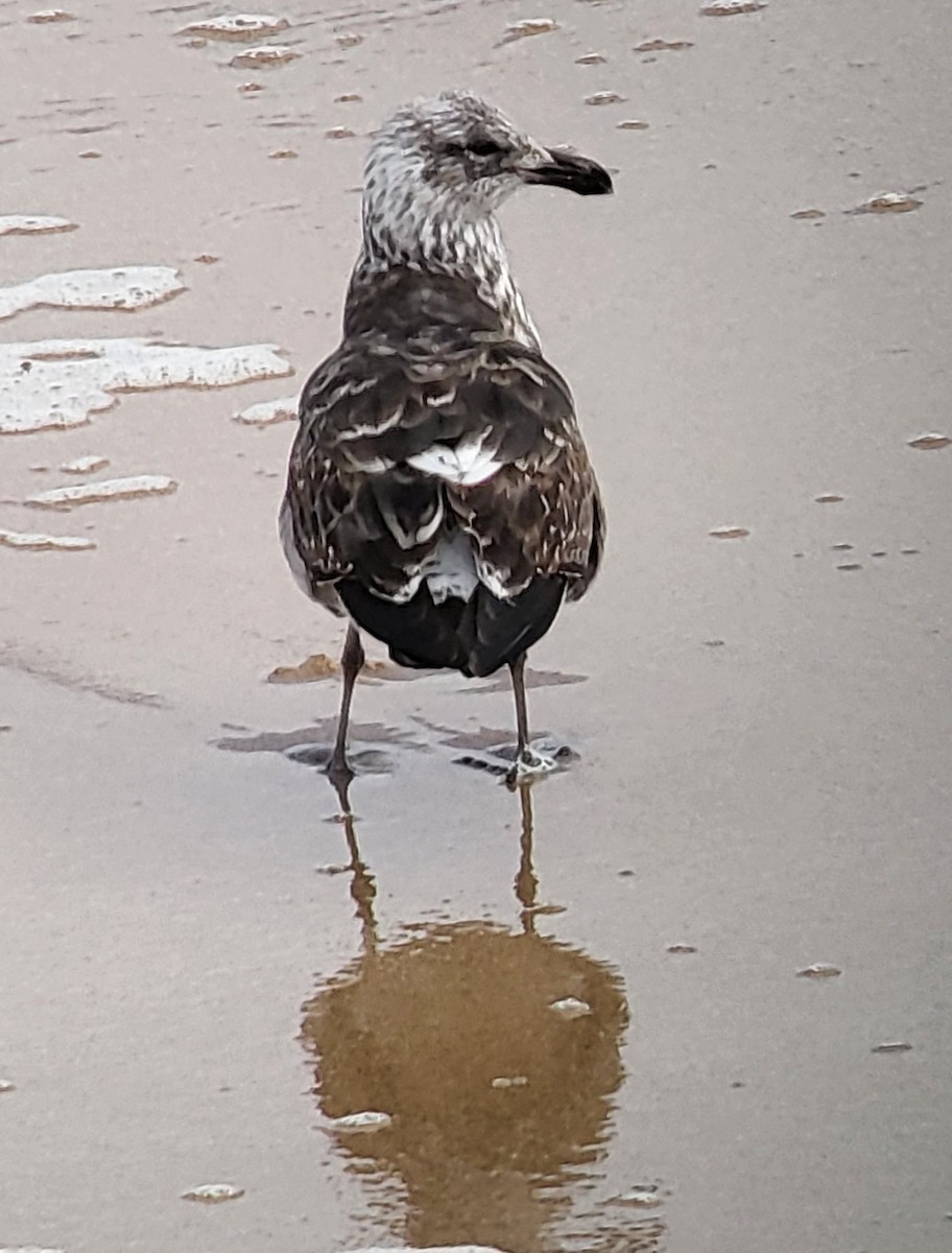 Kelp Gull - ML625637332