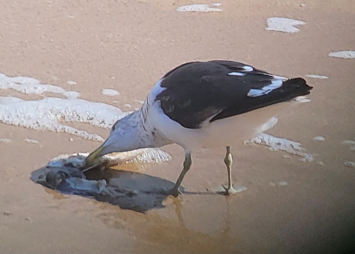 Kelp Gull - ML625637334