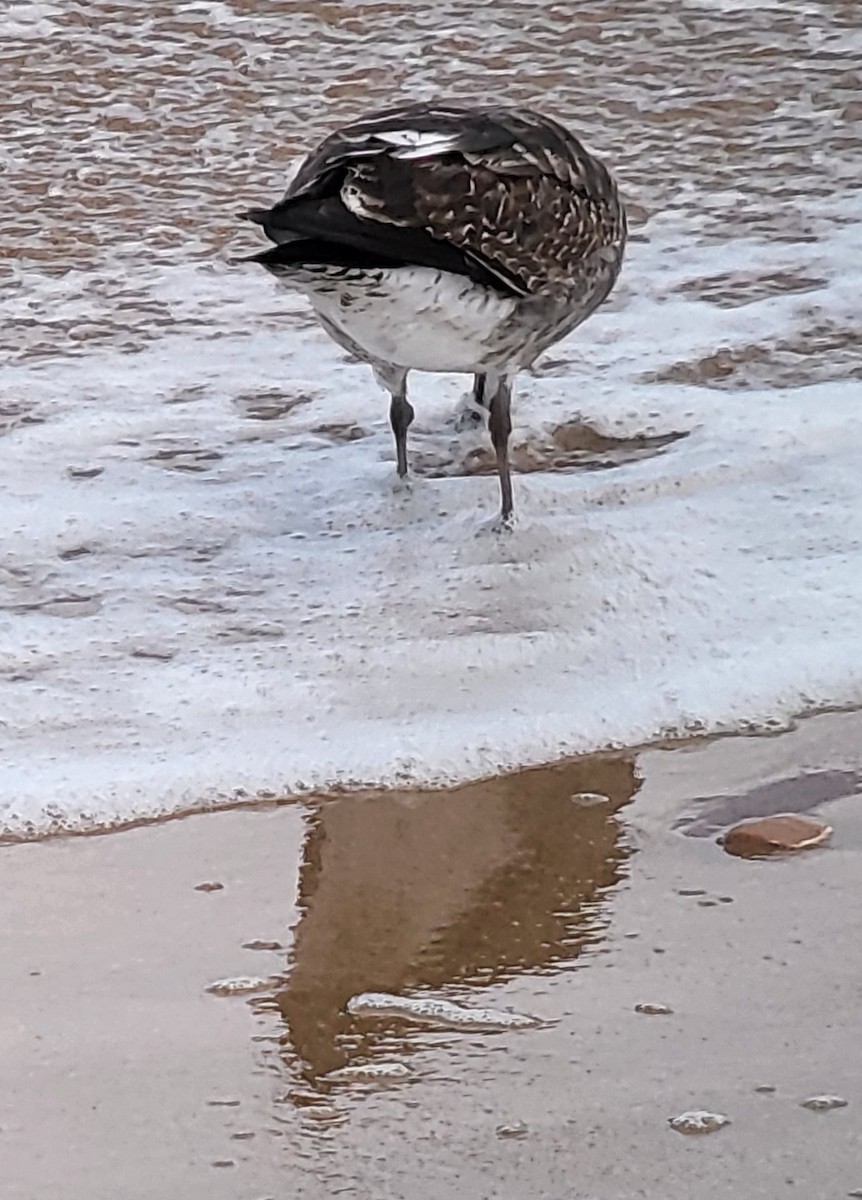 Kelp Gull - ML625637337