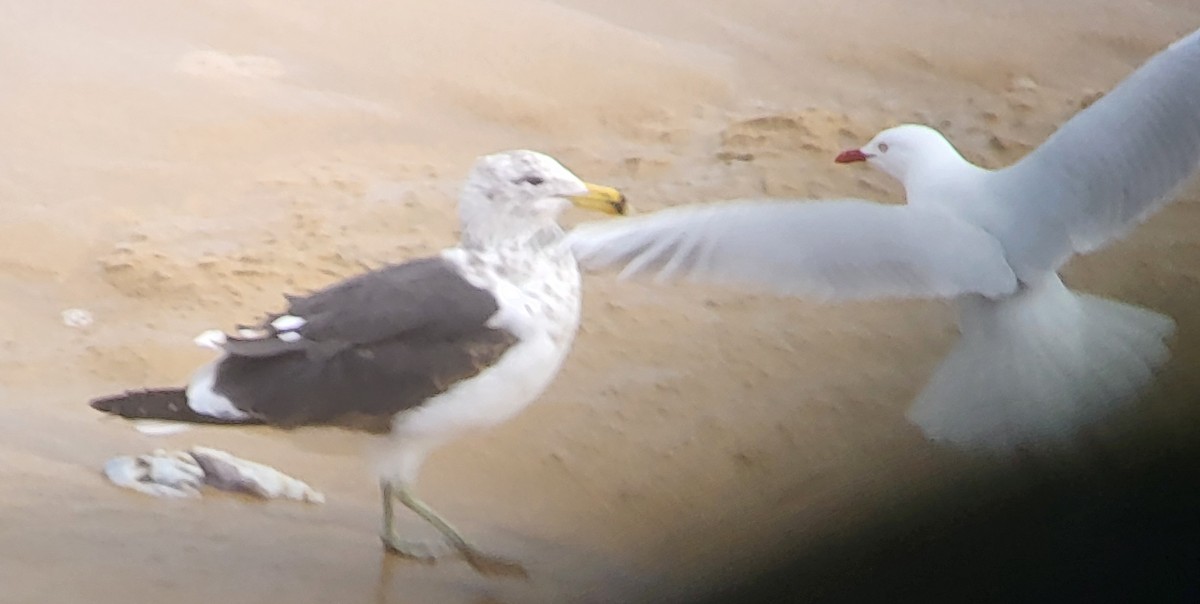 Kelp Gull - ML625637365