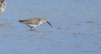 Curlew Sandpiper - ML625637442