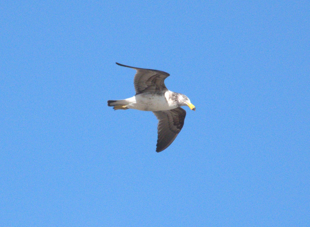 Pacific Gull - ML625637470