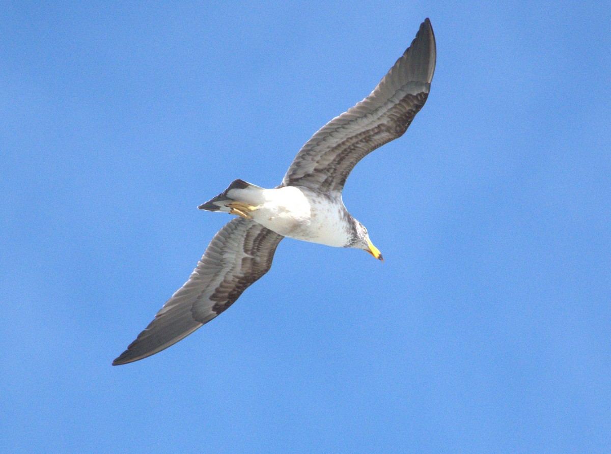 Pacific Gull - ML625637471