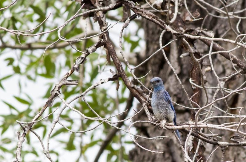 Mountain Bluebird - ML625637662