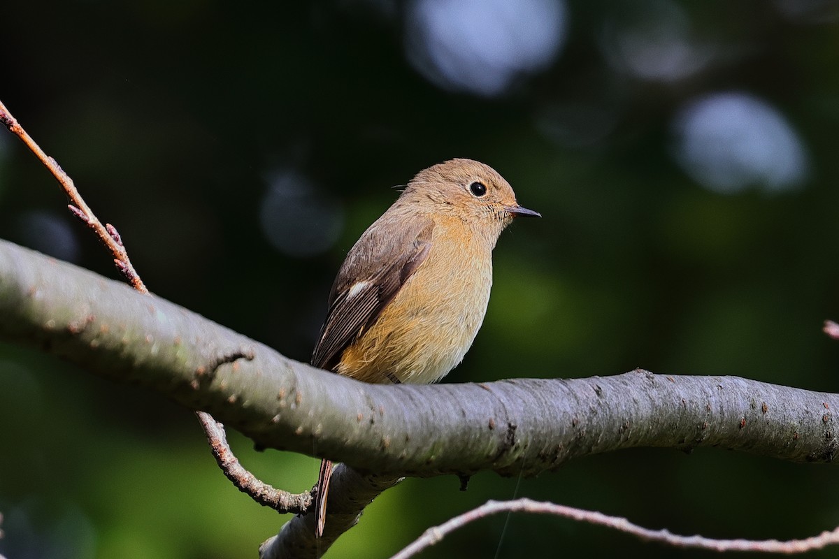 Daurian Redstart - ML625637720