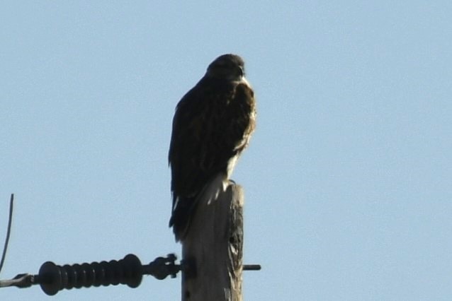 Ferruginous Hawk - ML625637757