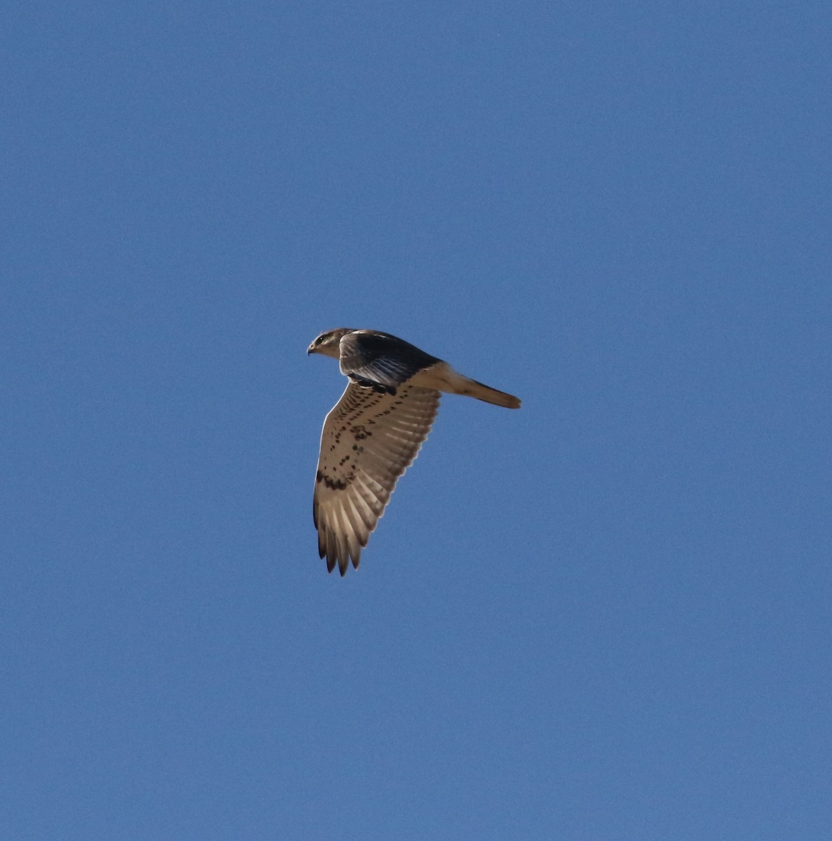 Ferruginous Hawk - ML625637792