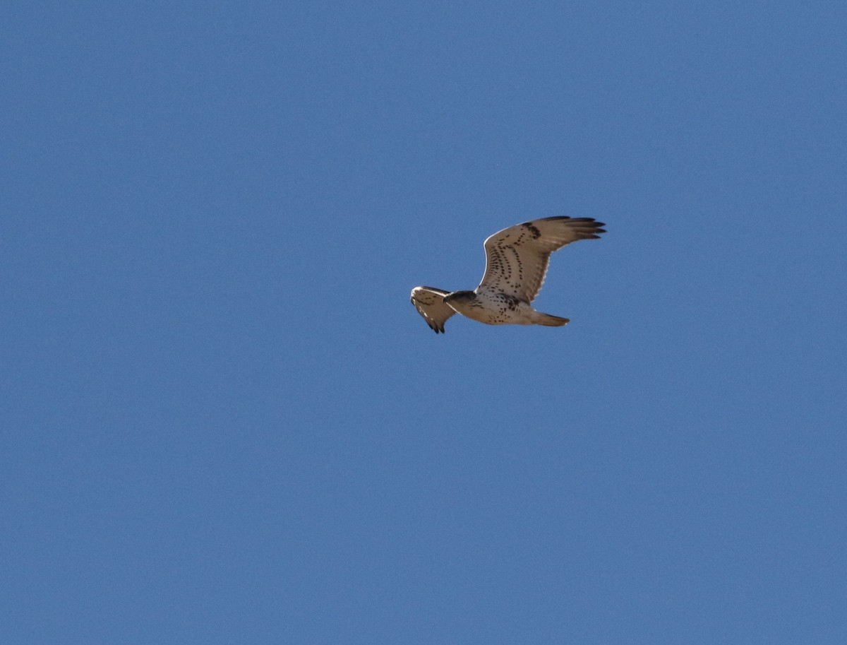 Ferruginous Hawk - ML625637793