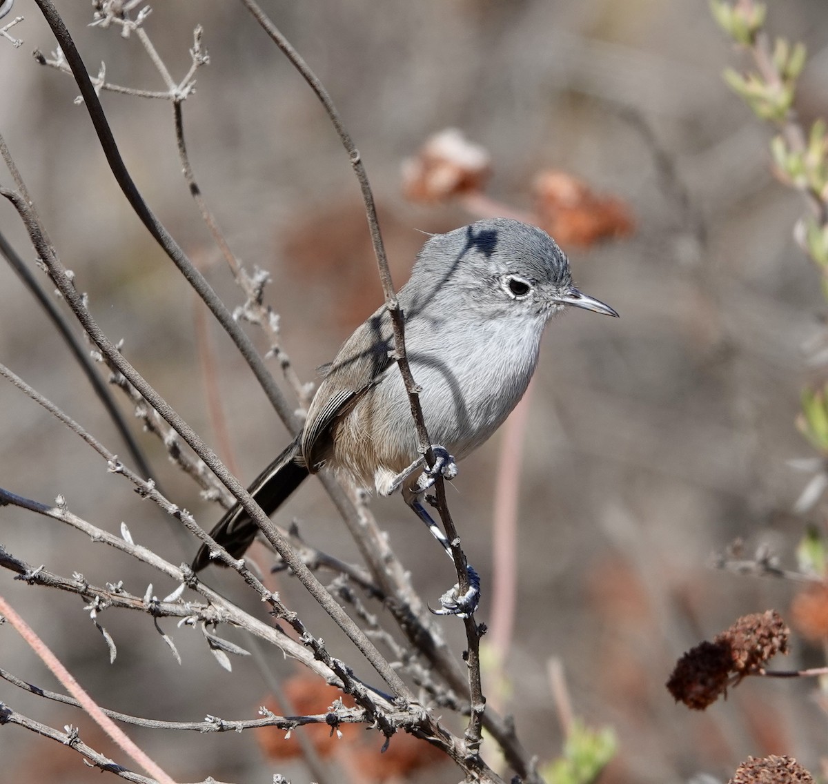 California Gnatcatcher - ML625637851