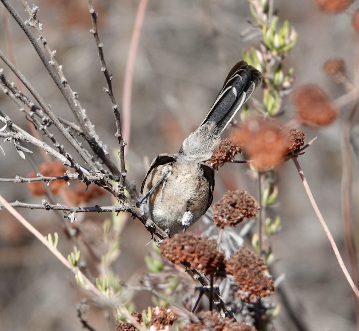 California Gnatcatcher - ML625637852