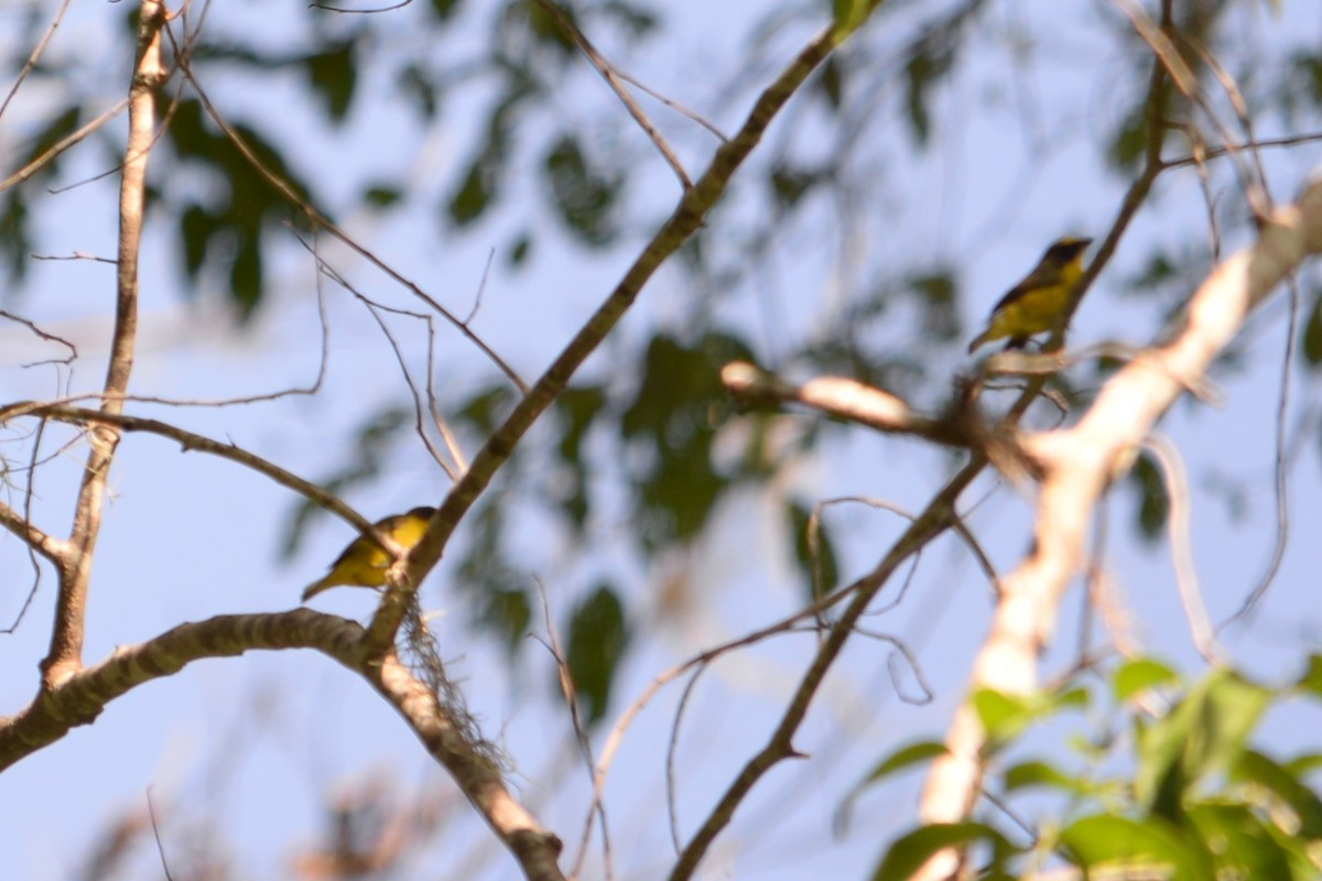 Thick-billed Euphonia - ML625637886