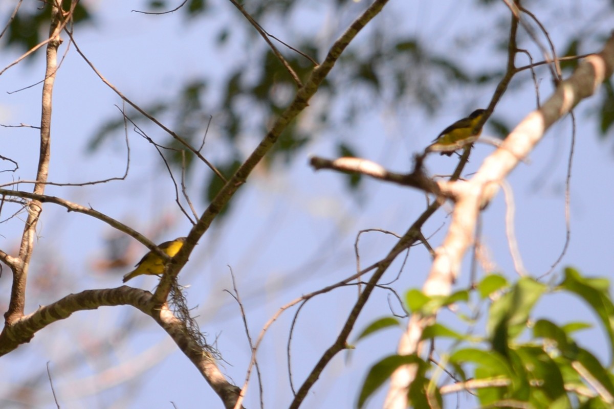 Thick-billed Euphonia - ML625637887