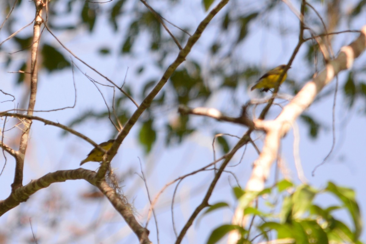 Thick-billed Euphonia - ML625637888