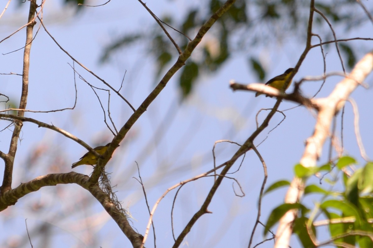 Thick-billed Euphonia - ML625637889