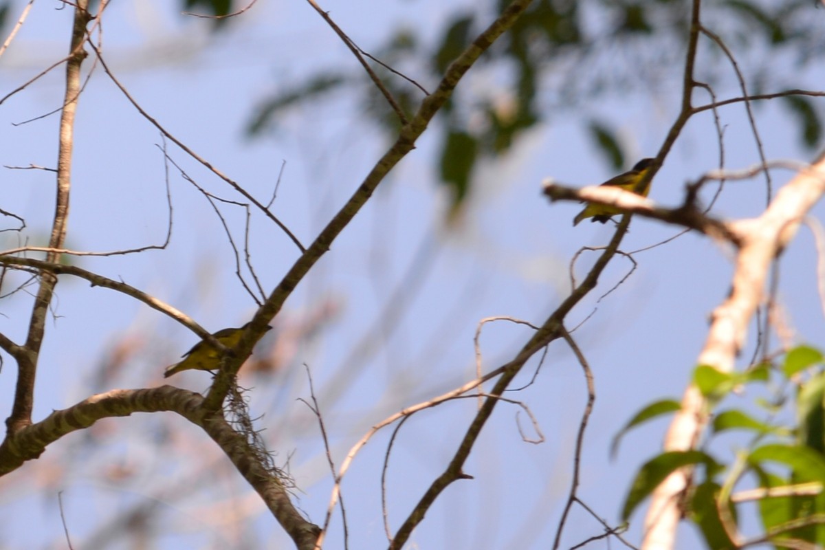 Thick-billed Euphonia - ML625637890