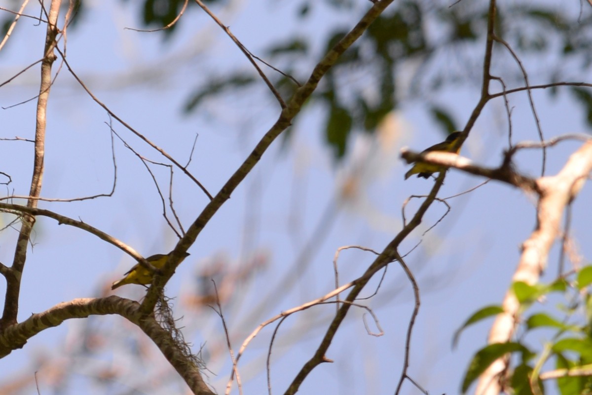 Thick-billed Euphonia - ML625637891