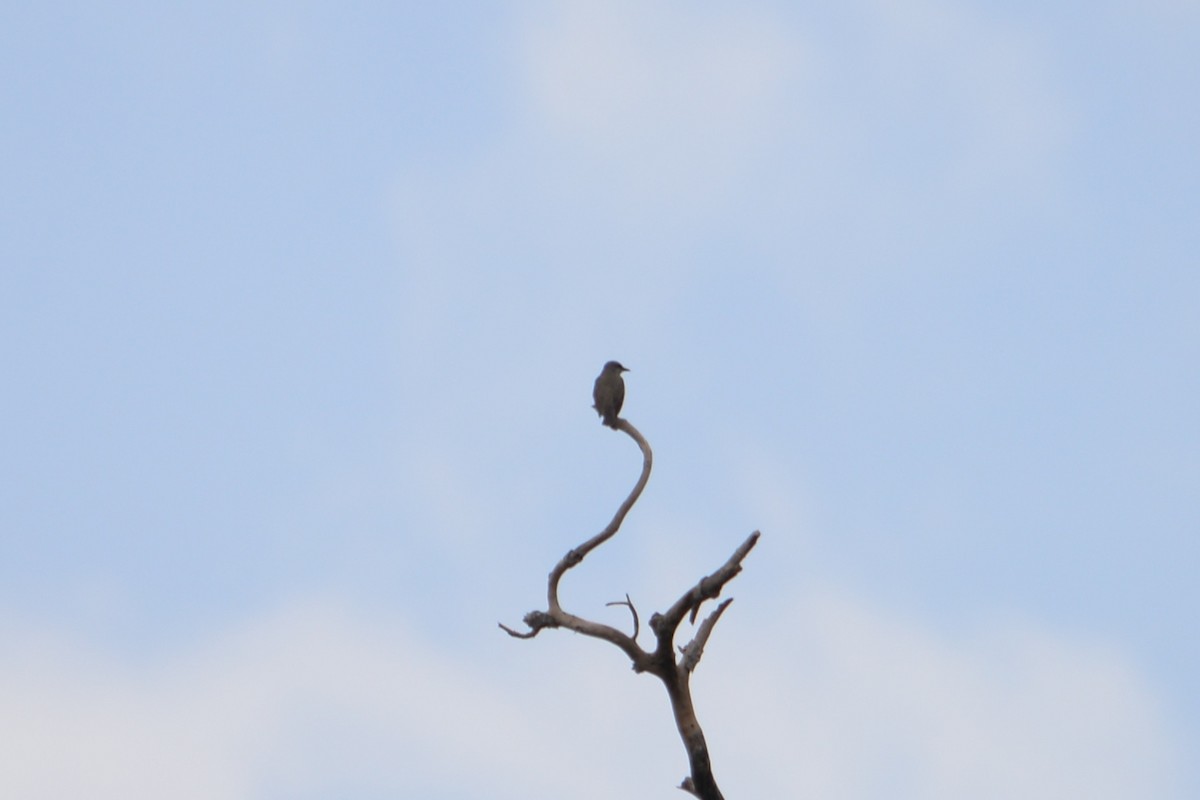 Tropical Kingbird - ML625637942