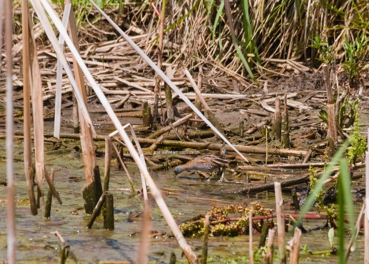 Baillon's Crake - ML625637945