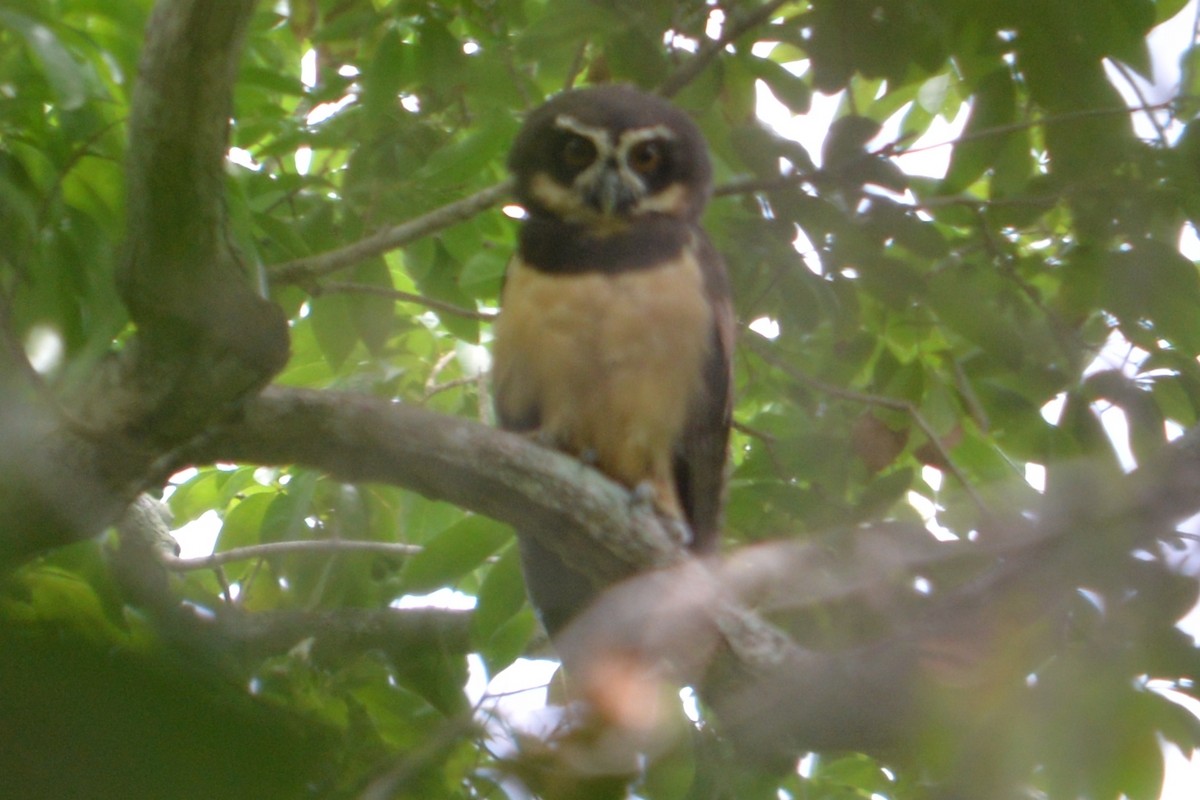 Spectacled Owl - ML625637946