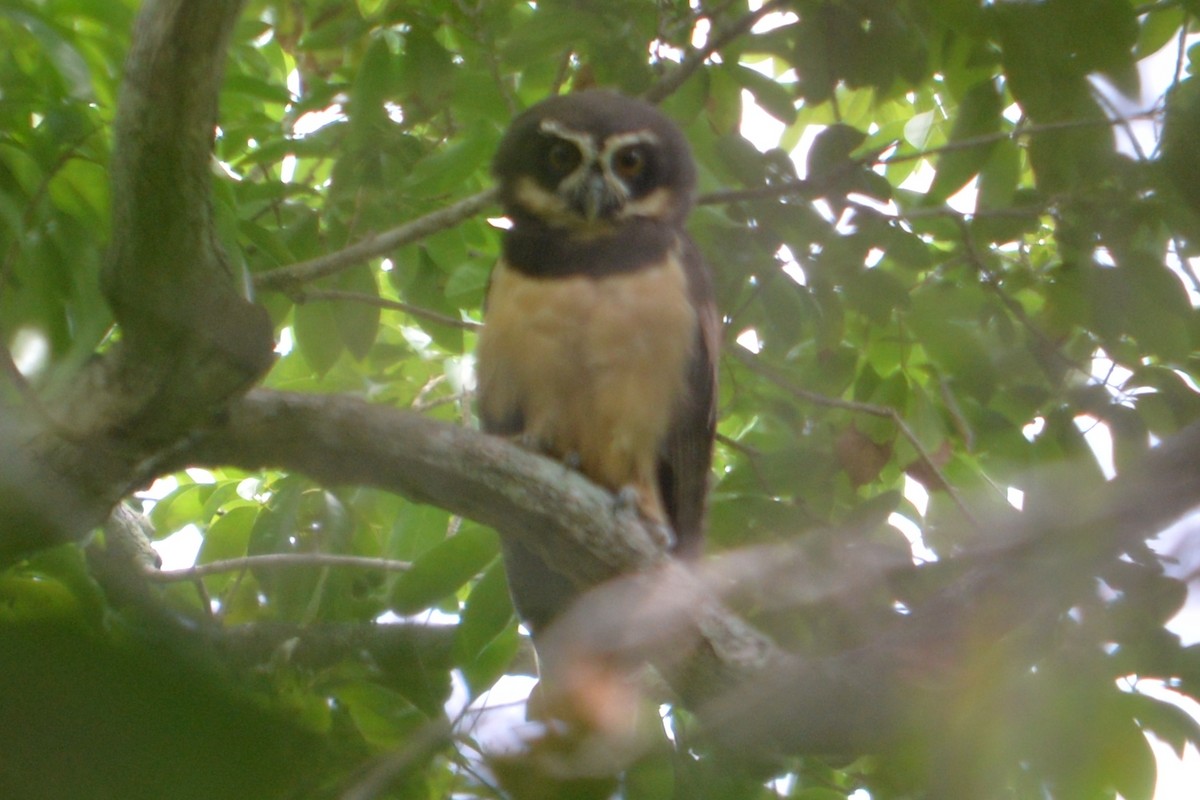 Spectacled Owl - ML625637947